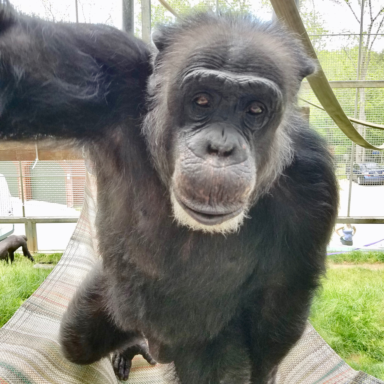 Donald, a chimpanzee adopted by HEVA Lab through the Primate Rescue Center