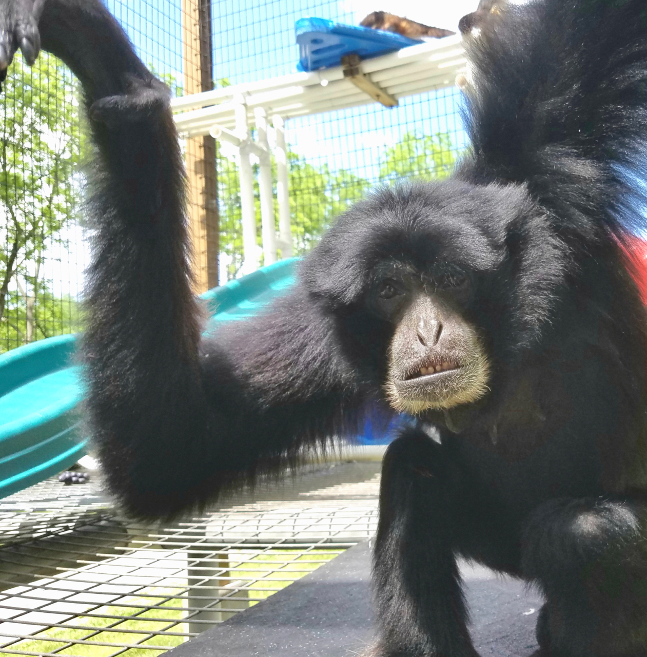 Jenny, a Siamang gibbon adopted by HEVA Lab through the Primate Rescue Center